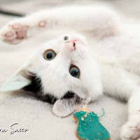 Photo of Ripley