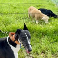 Photo of Luka, The Greyhound 