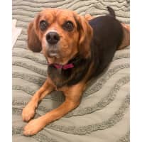 Photo of Lily