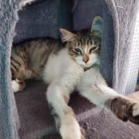 Photo of Henry  Upston** 2nd Chance Cat Rescue **