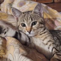 Photo of Nala
