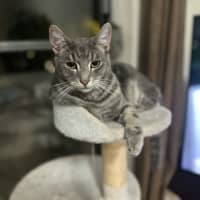 Photo of Astro The Grey Tabby