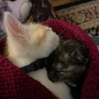 Photo of Sunny Side Up