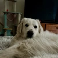 Photo of Luna *9 Lives Project Rescue*