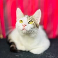 Photo of Luna   Located In Preston