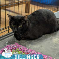 Photo of Dillinger