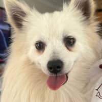 Photo of Dim Sim   10 Month Old Pomeranian X Spitz