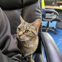Photo of Banoffee