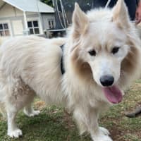 Photo of Mango Cream