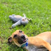 Photo of Teddy   6 Month Old Mastiff X