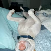 Photo of Marshmallow 