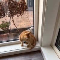 Photo of Tony (De No Toe Za)  Meet Me At Petstock Keysborou