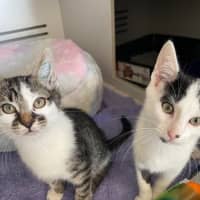 Photo of Squiggles *Available From Petstock Milperra*