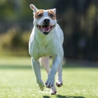 Photo of Hippo Imp 1784