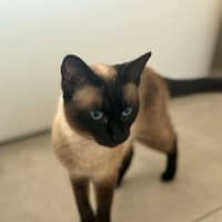 Photo of Cleo   In Foster Care In Riddells Creek