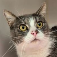 Photo of Frankie