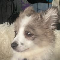 Photo of Hildie