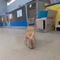 Photo of Caramel