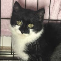 Photo of Barry * 9 Lives Project Rescue*