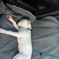 Photo of Boof   4 Month Old Staffy X (Trial)