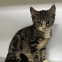 Photo of Denzel (9969)