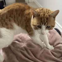 Photo of Archie 🧡 