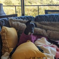 Photo of Cassie, The Greyhound