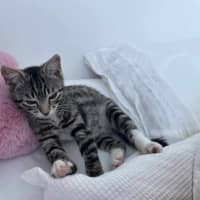 Photo of Loki