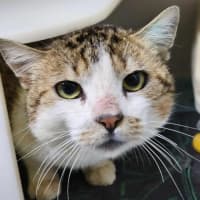 Photo of 🍏 Boomer 6440 🍏