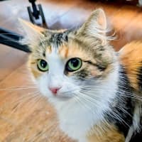 Photo of Belle