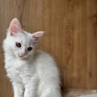 Photo of Ziggy Lou