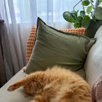 Photo of Juno