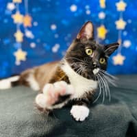 Photo of Domino   Located In Watsonia