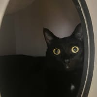 Photo of Soot