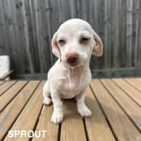 Photo of The Chihuahua Puppies!