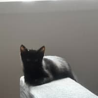 Photo of Pudding