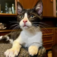 Photo of Cricket