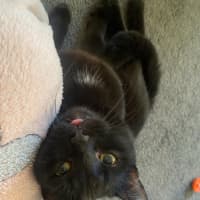 Photo of Jinx (With Bruni)