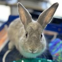 Photo of Twizzler (Bonded With Skittle)