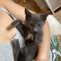 Photo of Chowder