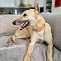 Photo of Orana The Greyhound