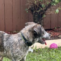 Photo of Archie Dog