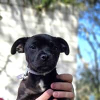 Photo of Georgie Girl