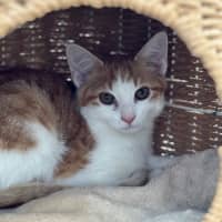 Photo of 🩶Apprentice And Arisaka🧡