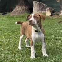 Photo of Pebbles