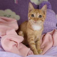 Photo of Gazpacho
