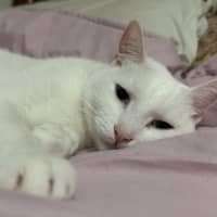 Photo of Coops