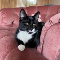 Photo of Tuxedo