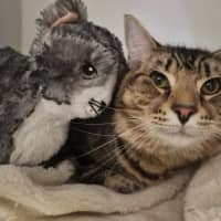 Photo of Simba