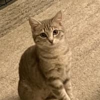 Photo of Sadie